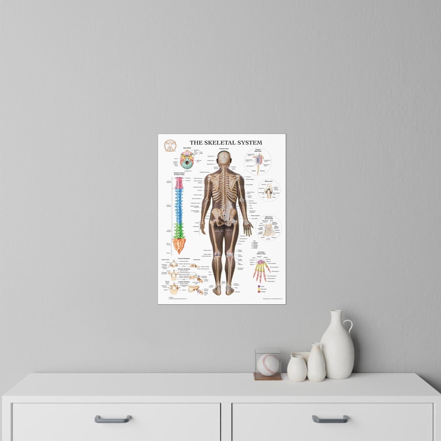 The Skeletal System - Decal