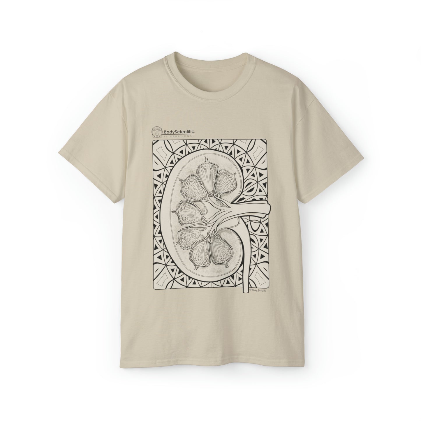 The Kidney