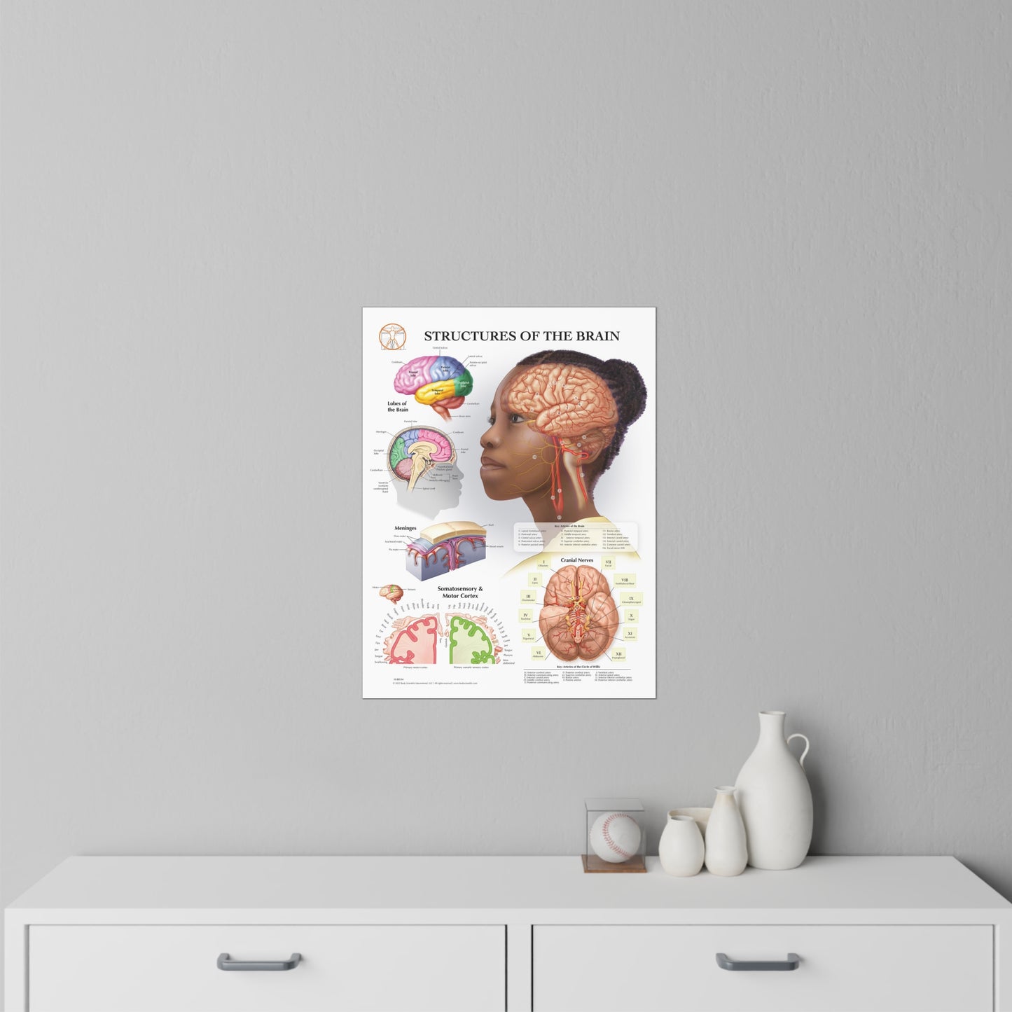 Structures of The Brain - Decal