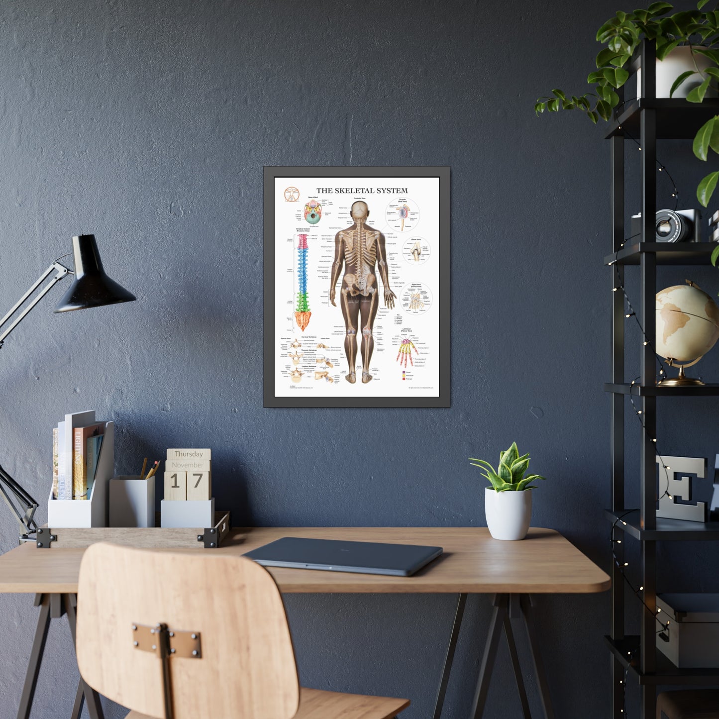 Framed Skeletal System