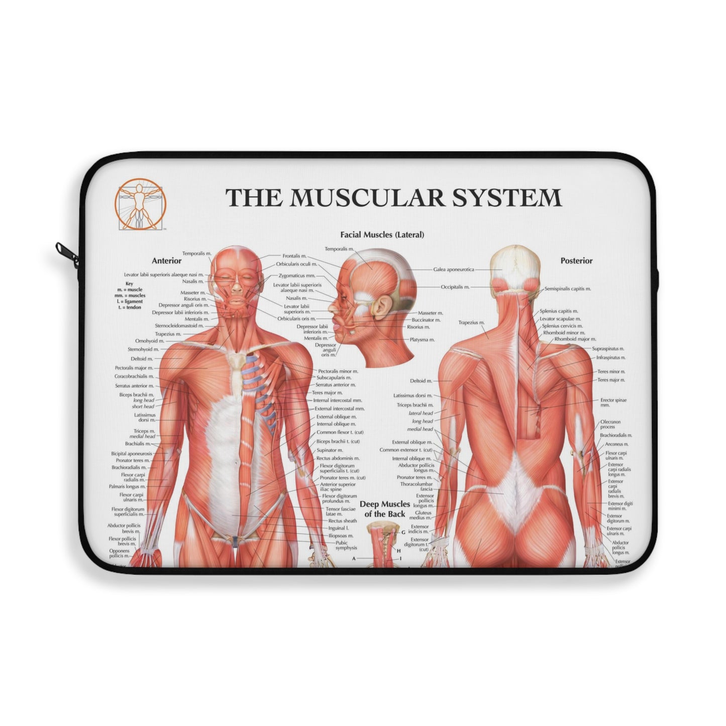 Muscular System Laptop Sleeve