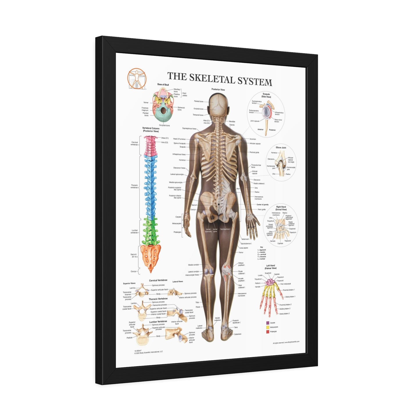Framed Skeletal System