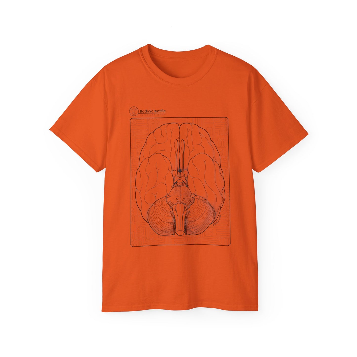 The Cranial Nerves