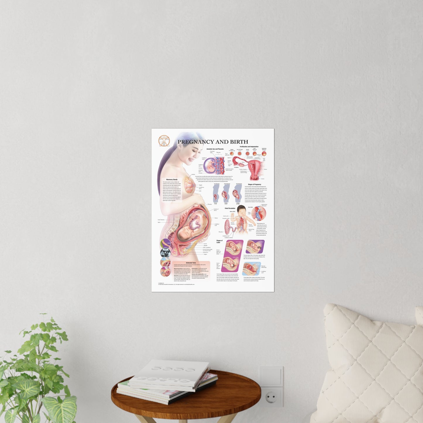 Pregnancy and Birth - Decal