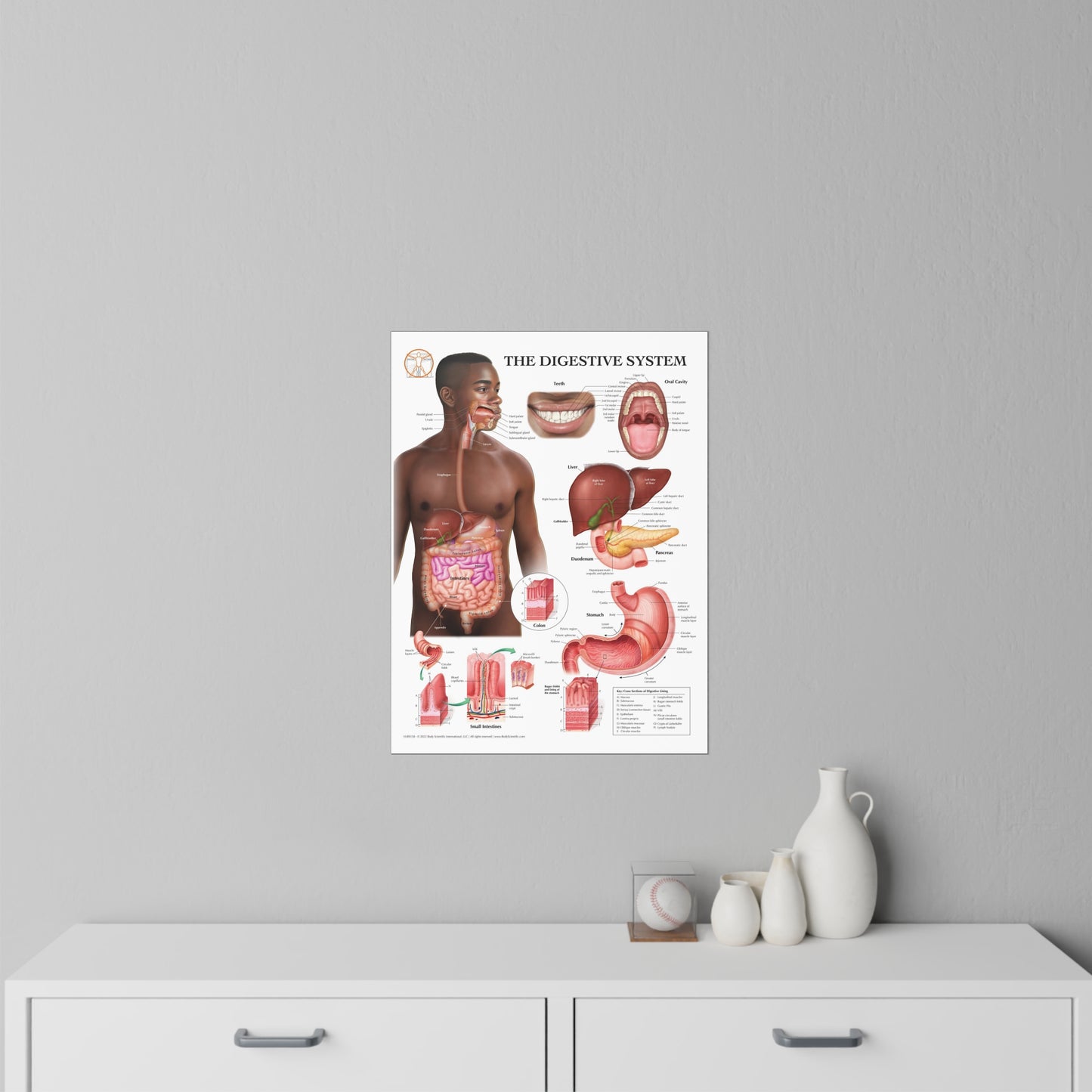 The Digestive System - Decal