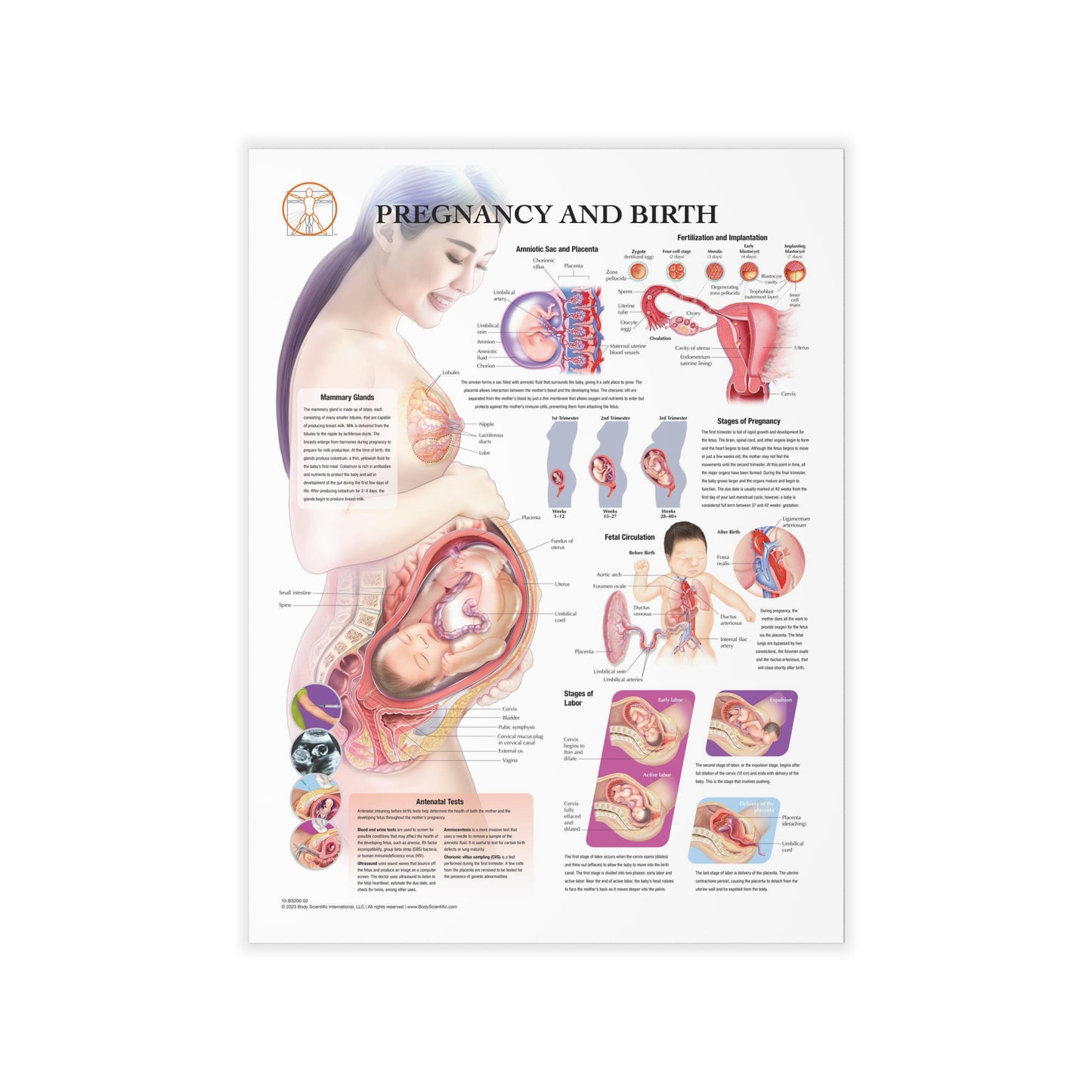 Pregnancy and Birth - Decal