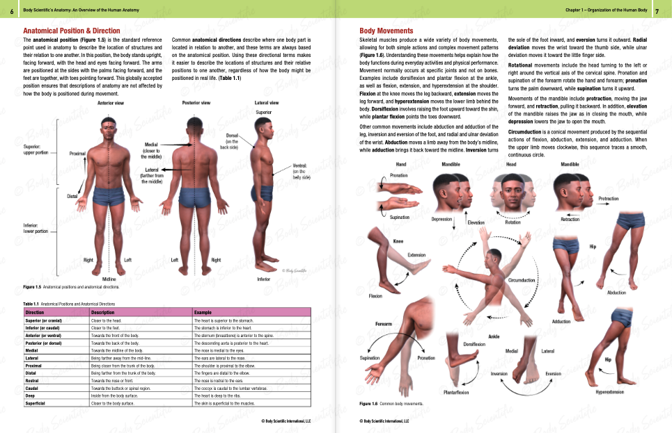 Body Scientific's Anatomy - An overview of the human body