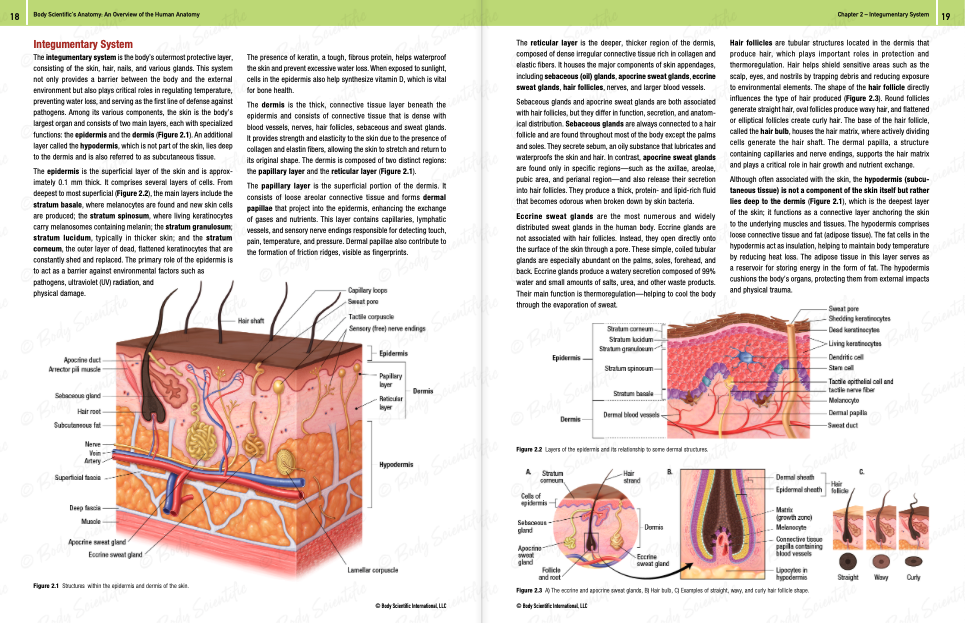 Body Scientific's Anatomy - An overview of the human body