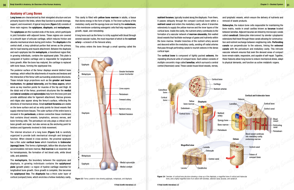 Body Scientific's Anatomy - An overview of the human body