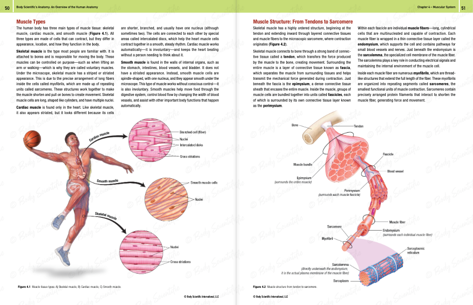 Body Scientific's Anatomy - An overview of the human body