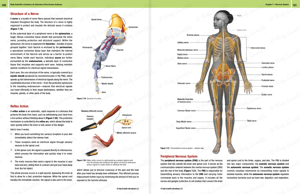Body Scientific's Anatomy - An overview of the human body