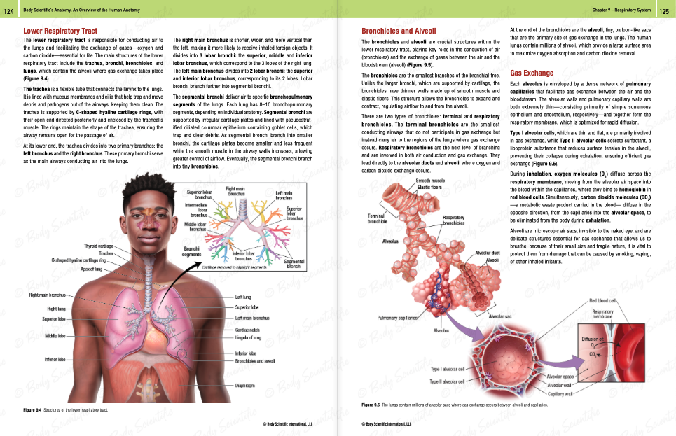 Body Scientific's Anatomy - An overview of the human body