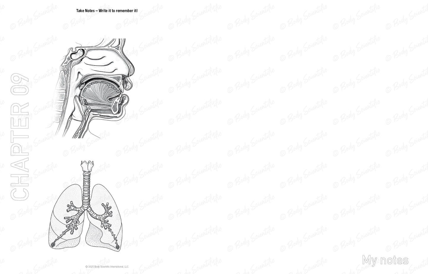 Anatomical diagram of the respiratory system on a white background