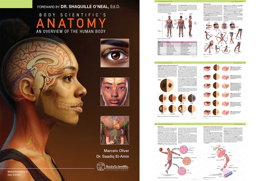 Body Scientific has designed an anatomy textbook for today’s learners — Engaging, inclusive, informative, and representative.