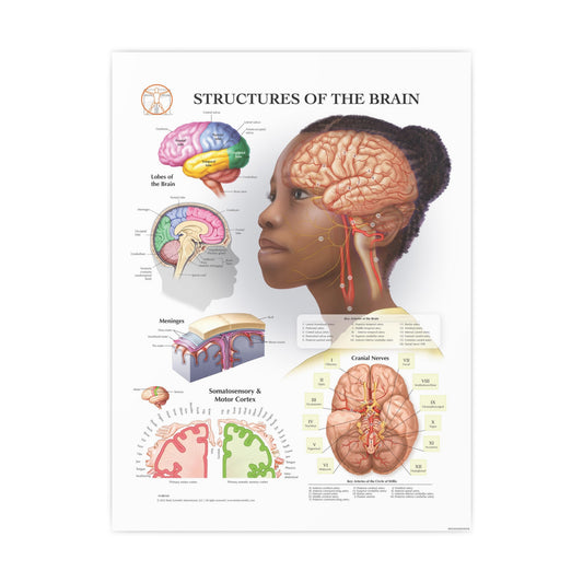 Structures of the Brain