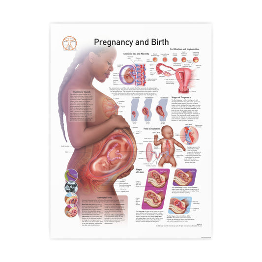 Pregnancy and Birth