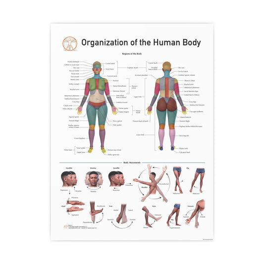 Organization of the Human