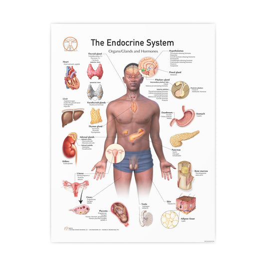 The Endocrine System