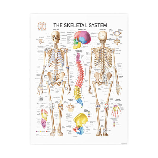 The Skeletal System