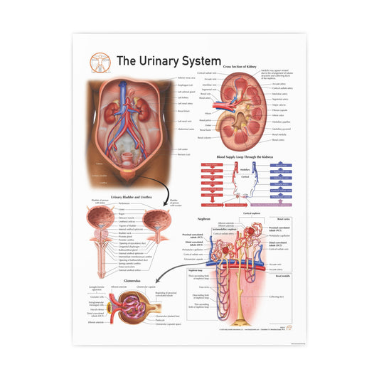 The Urinary System