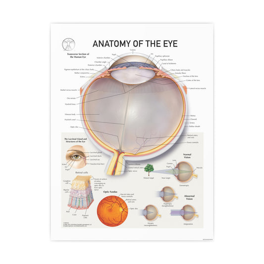 Anatomy of the Eye