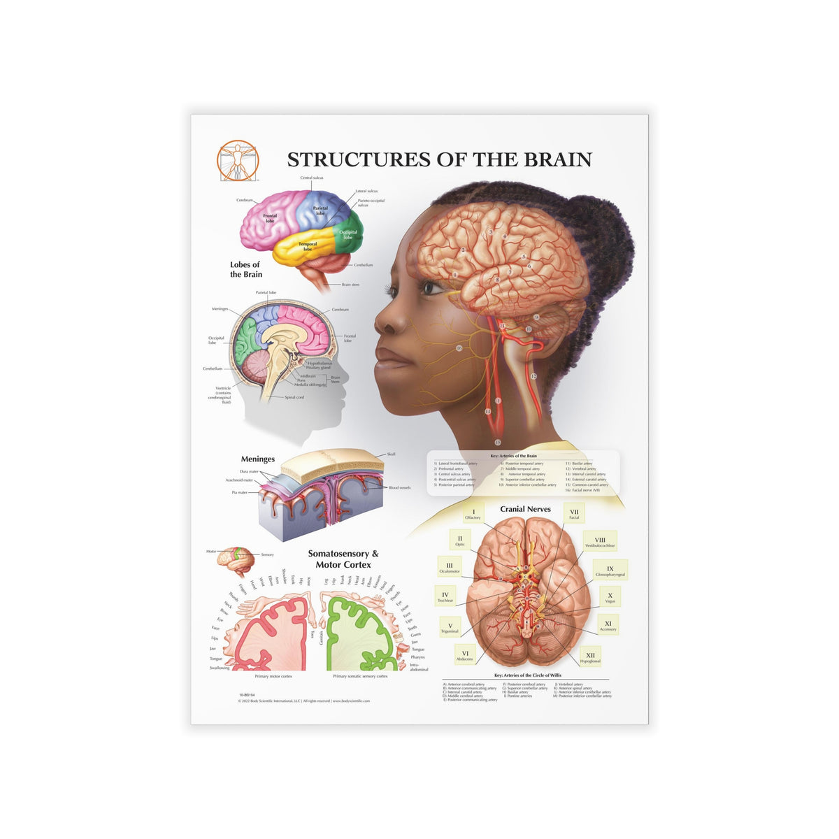 Structure Involved In Smiling Structures of The Brain - Decal – Body Scientific