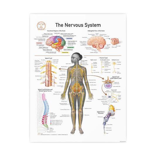 Nervous System