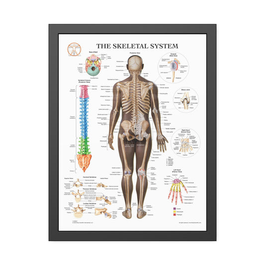 Framed Skeletal System