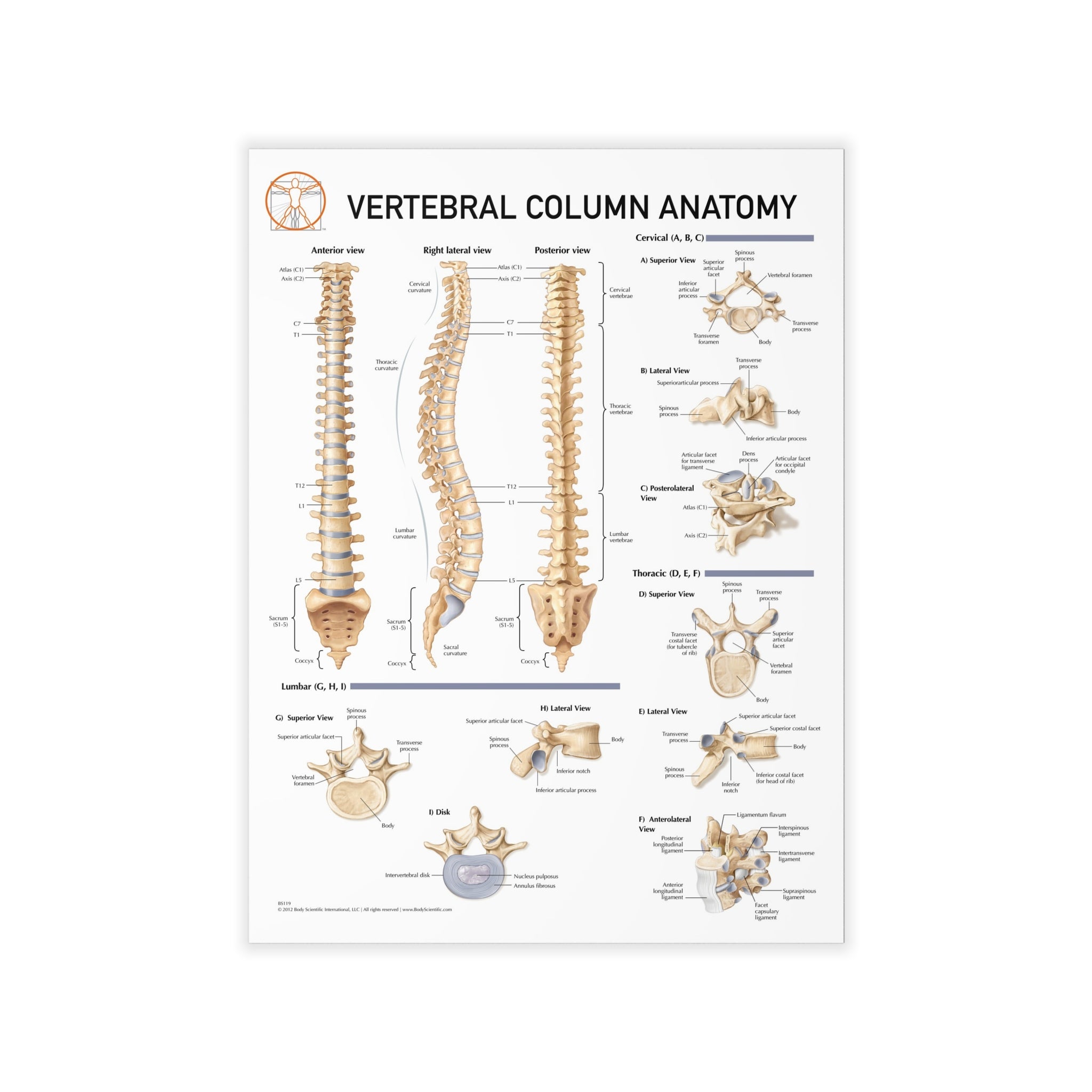 Operated Column Body Vertebral Column Anatomy - Decal – Body Scientific