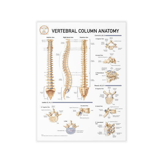 Vertebral Column Anatomy - Decal