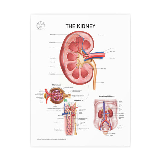 The Kidney