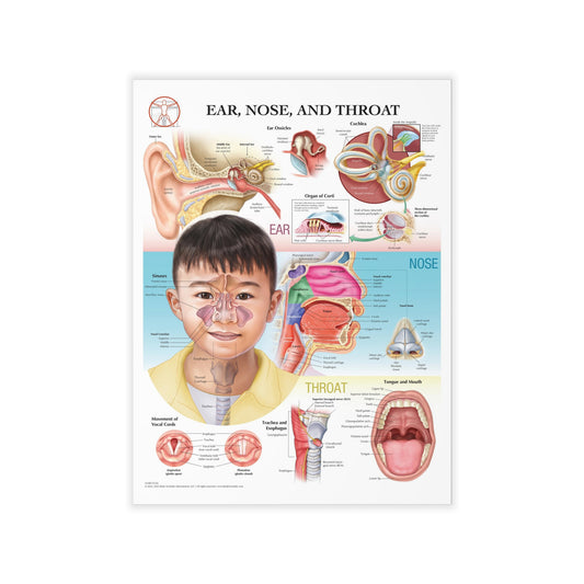 Ear Nose and Throat - Decal
