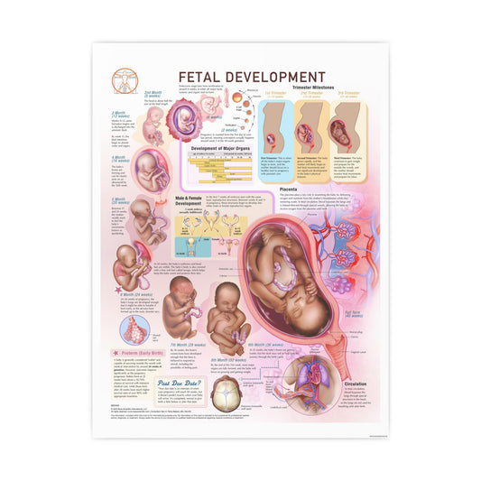 Fetal Development