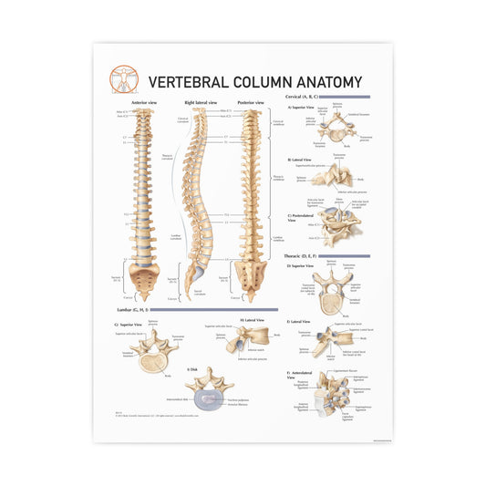 Vertebral Column Anatomy