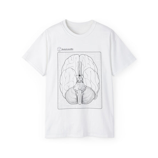 The Cranial Nerves