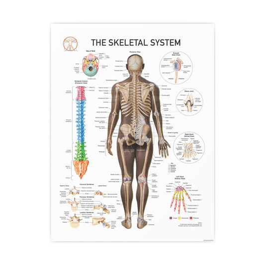 The Skeletal System
