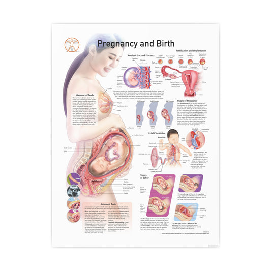 Pregnancy and Birth