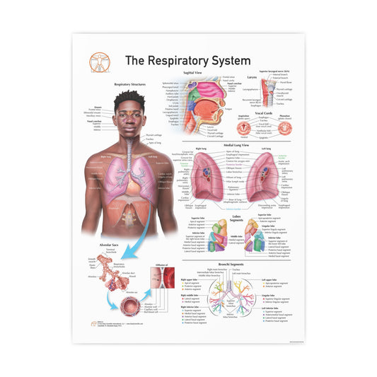 Respiratory System