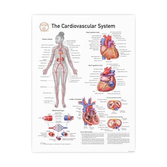Cardiovascular System