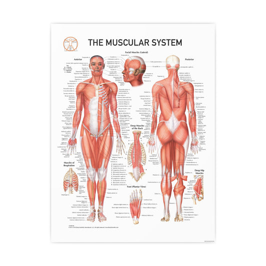 The Muscular System