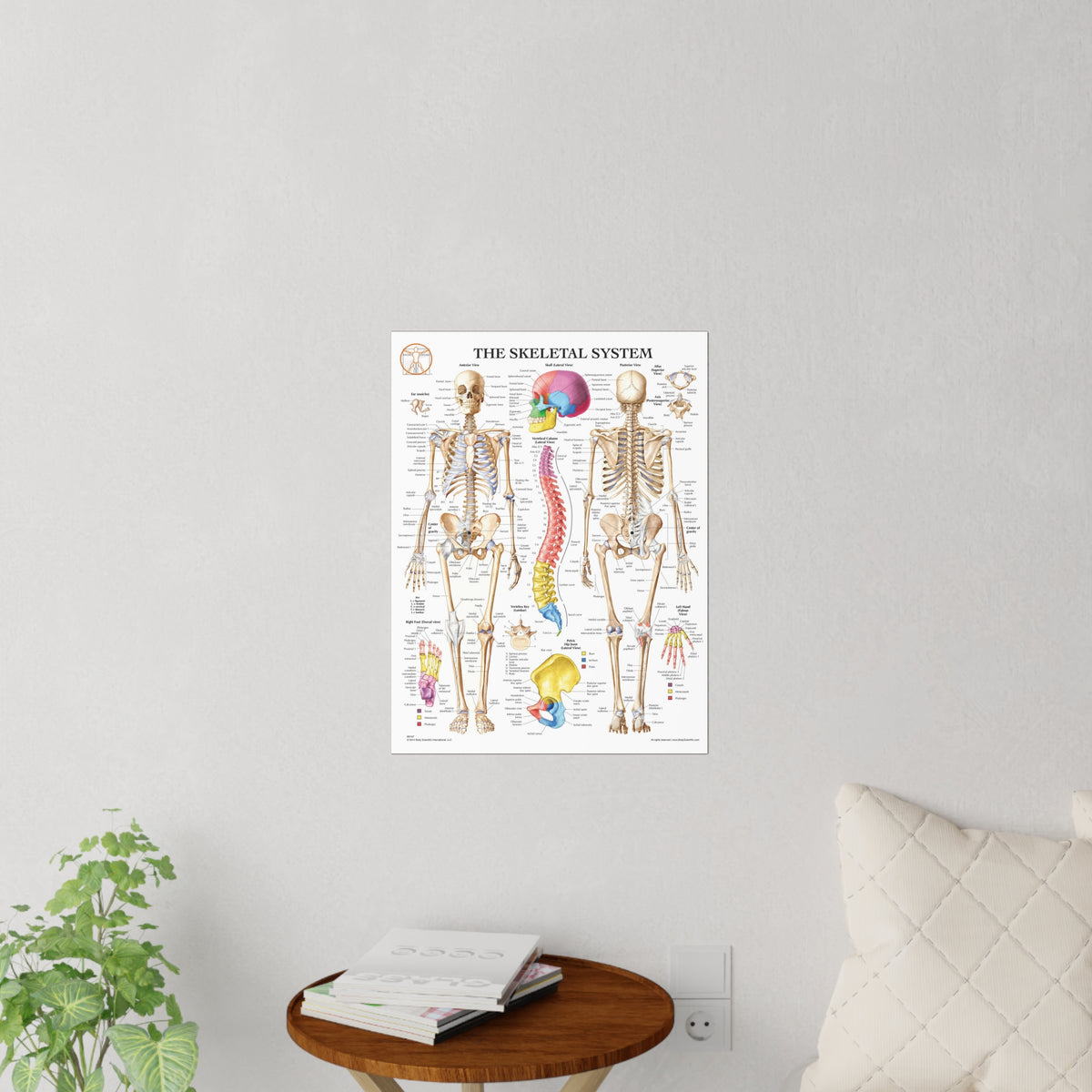 Skeletal System Sticker The Skeletal System - Decal – Body Scientific