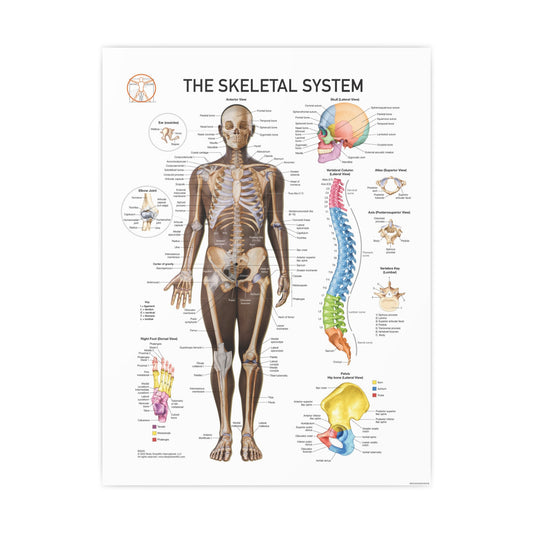 The Skeletal System