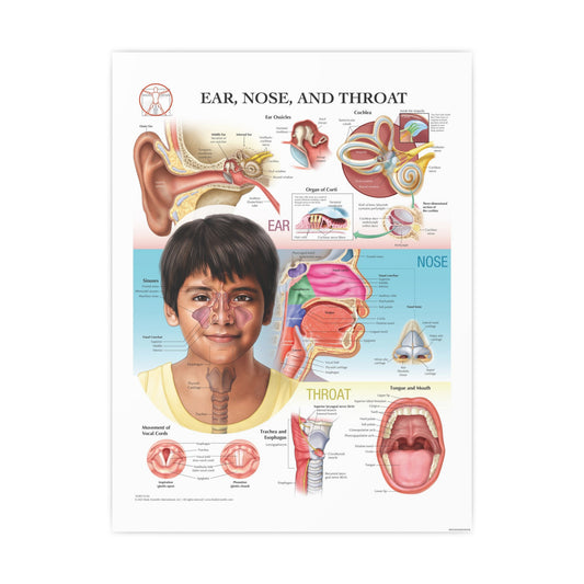 Ear, Nose and Throat