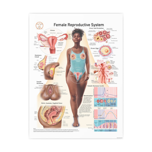 Female Reproductive System