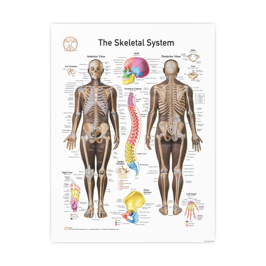 The Skeletal System