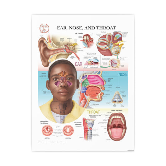 Ear, Nose and Throat