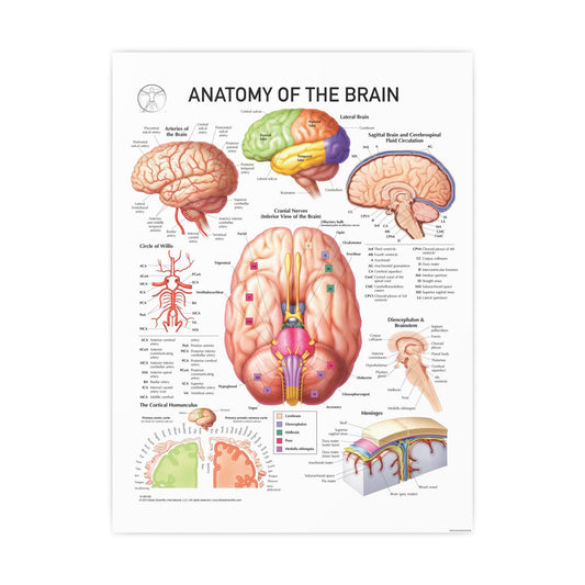 Anatomy of the Brain