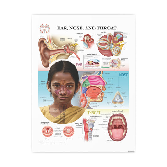 Ear, Nose and Throat