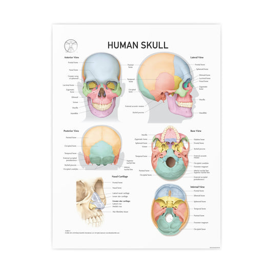Human Skull