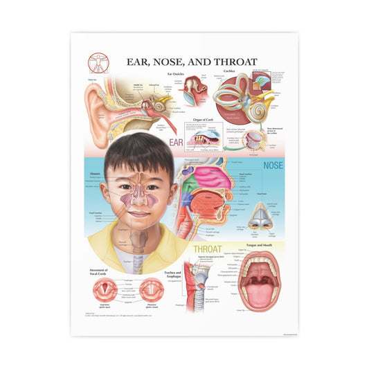 Ear, Nose and Throat